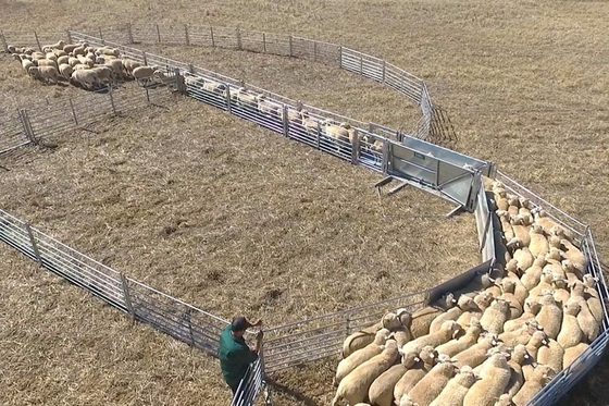 Panneaux galvanisés en vrac de barrière de bétail de l'acier au carbone 1.7m, panneaux portatifs de chèvre
