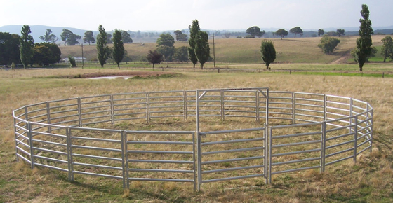Le bétail lambrisse 6 panneaux de clôture de bétail galvanisés par bétail de clôture de fil de porc de barre ovale