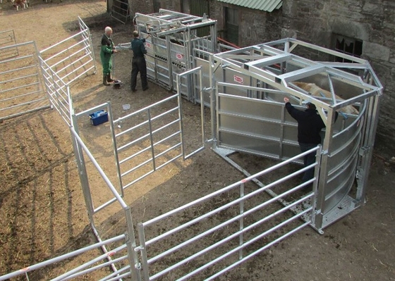 Portes résistantes de ferme de Panels Metal Galvanized de barrière de bétail de taille de 1.6m