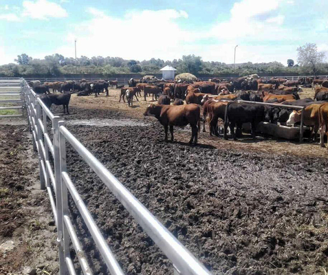 Panneaux de barrière de bétail de l'acier 1.6m de zingage soudés pour la ferme