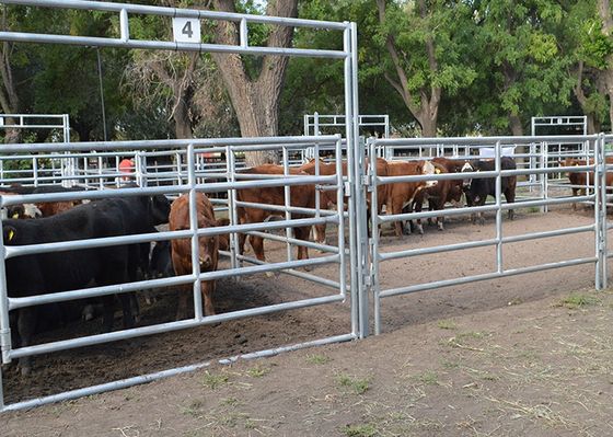 Ferme enclenchant la barrière Panels de bétail de L4m